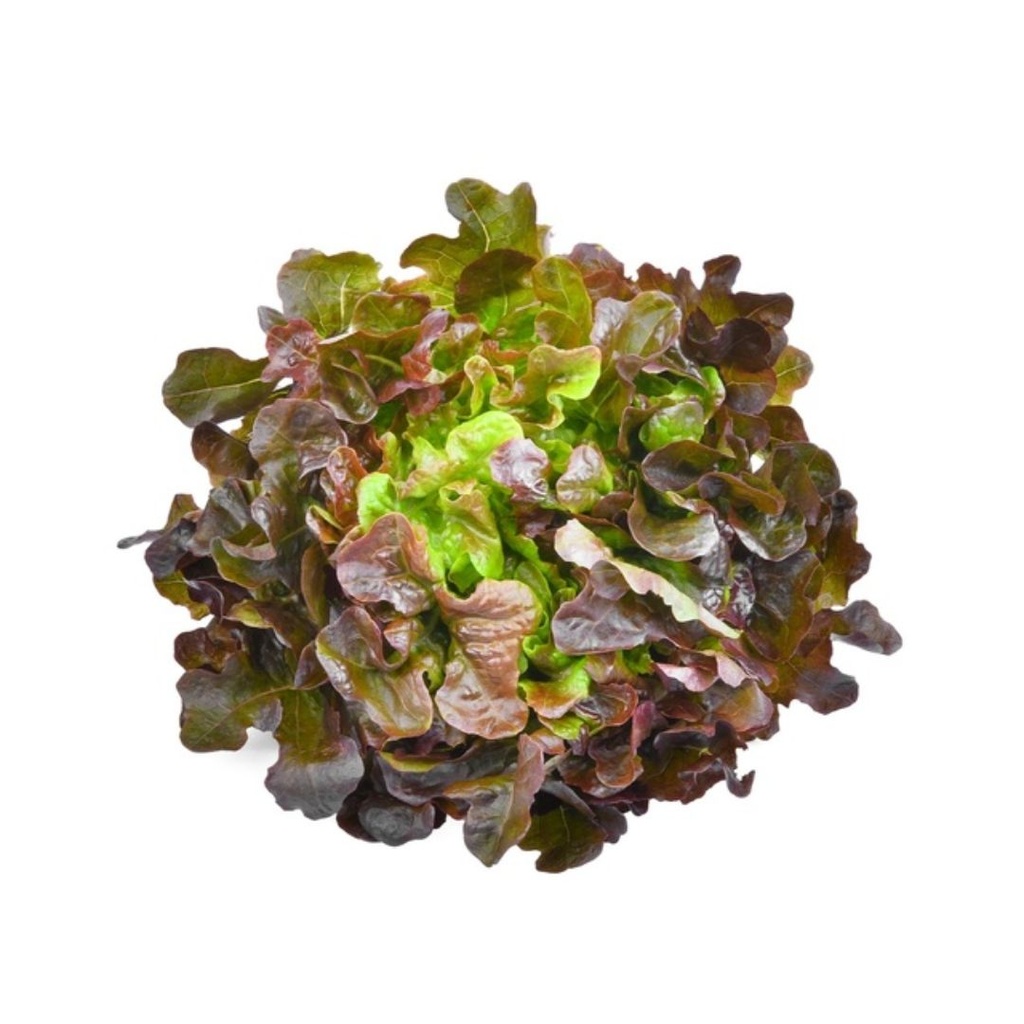 Salade Feuille de Chêne Rouge FR PC