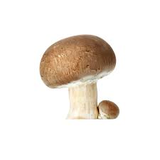 Champignon Chataigne BE KG
