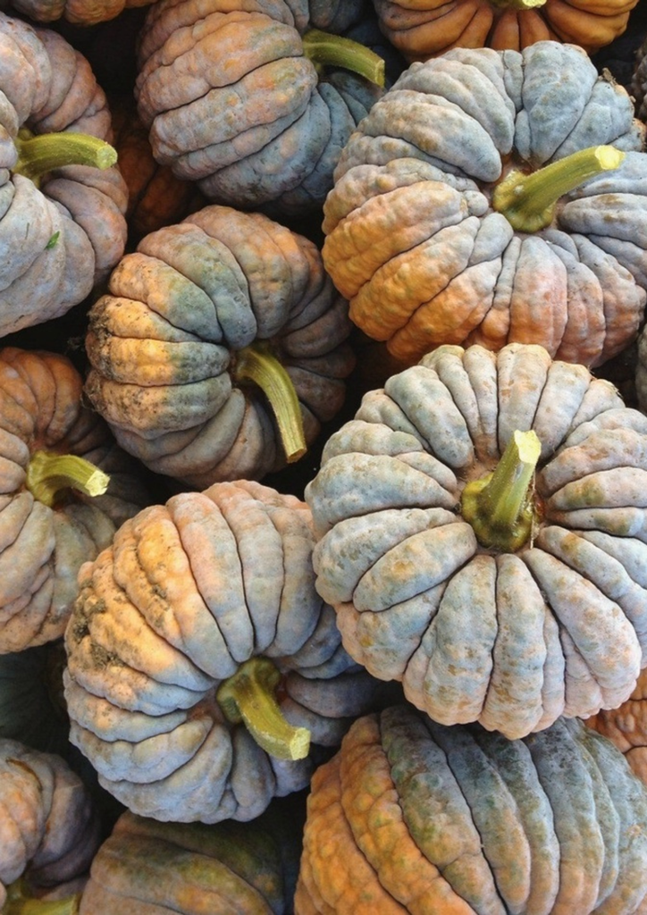 Courge Futsu Black Fond des Pans KG