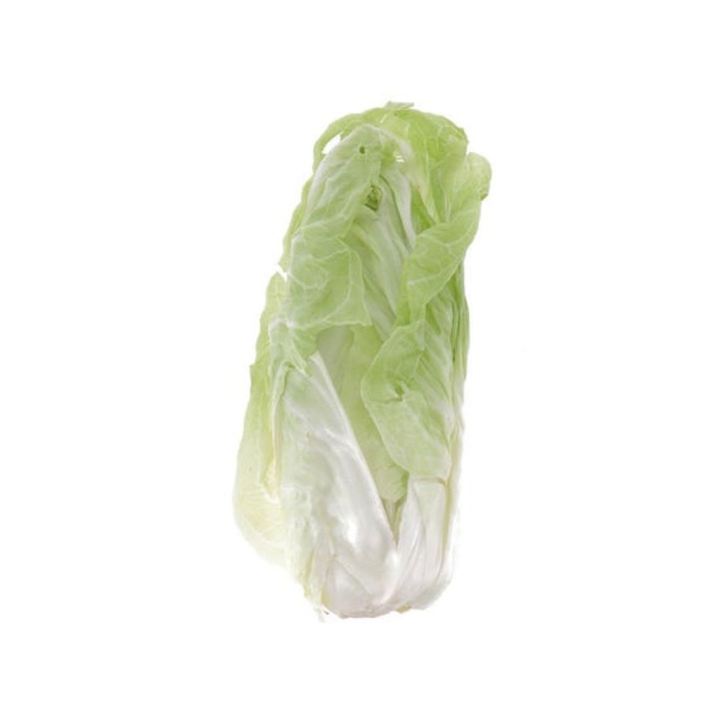 Chicorée Pain de Sucre PC Aywaille 