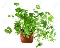 Coriandre POT PC