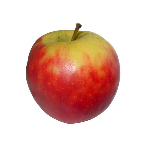 Pomme KG Elstar Liege 