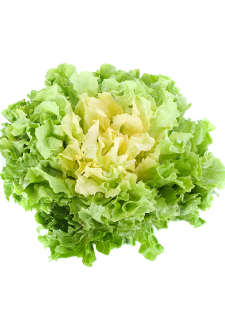 Scarole Frisée FR PC
