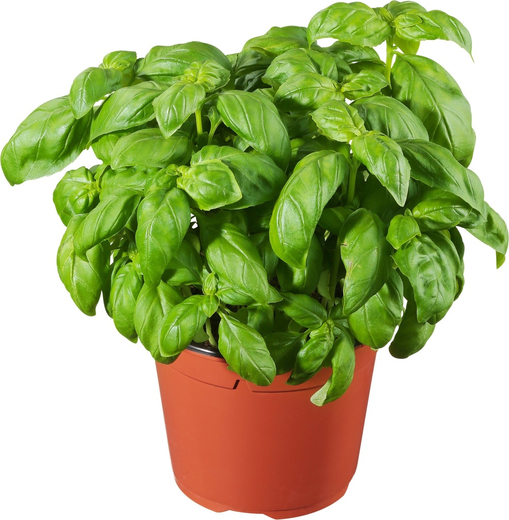 Basilic POT BE PC