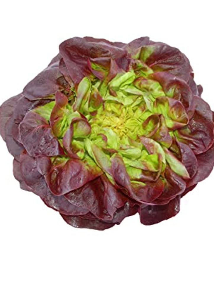 Salade Laitue Rouge FR PC