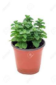Menthe POT BE PC