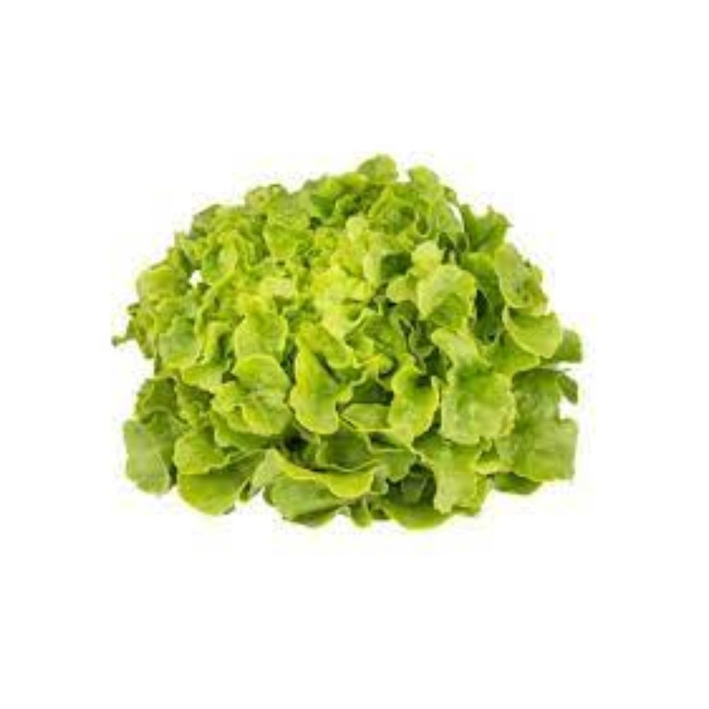 Salade Feuille de Chene verte/rouge PC BE