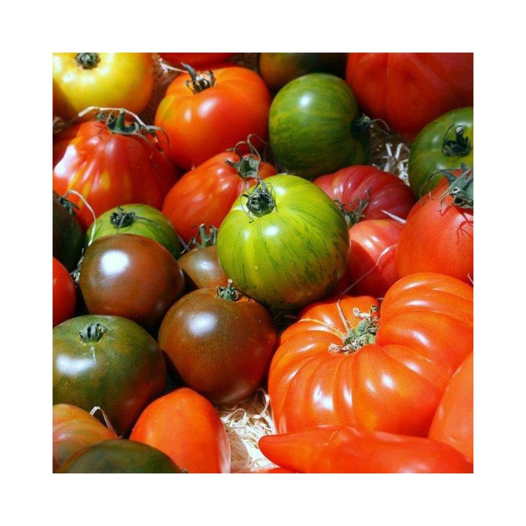 Tomate Ancienne Mix BE KG