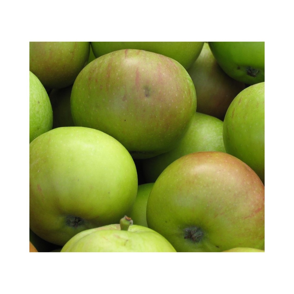 Pomme KG Jacques Lebel Aywaille